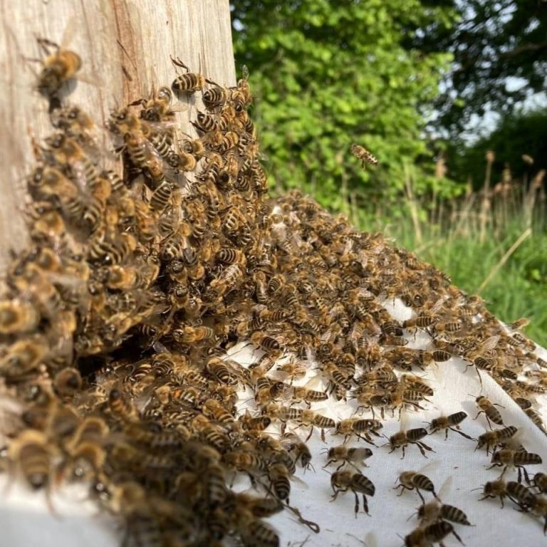 Die Wabe Bienen einlaufen lassen
